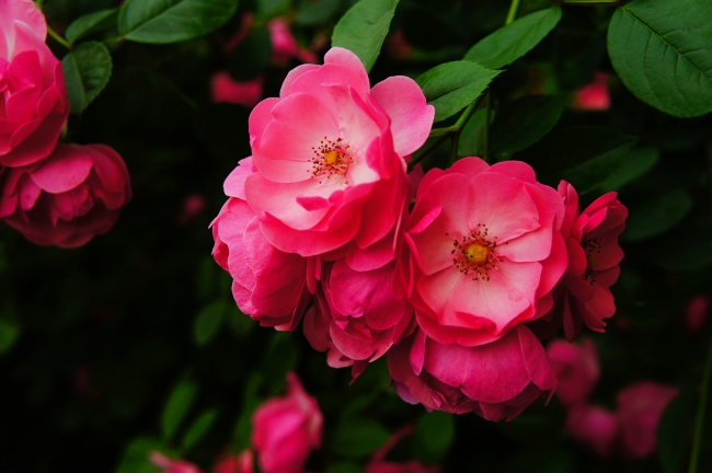 4月开什么花