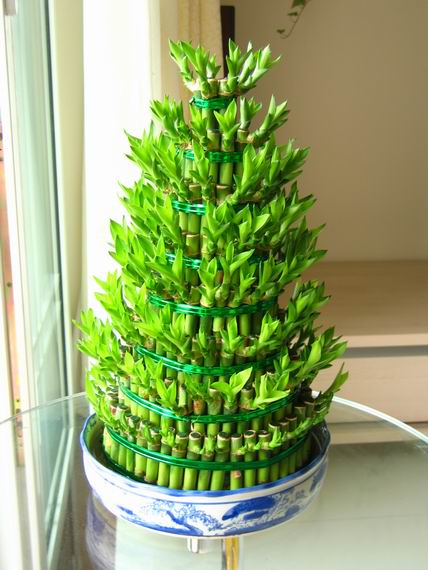 风水植物学
