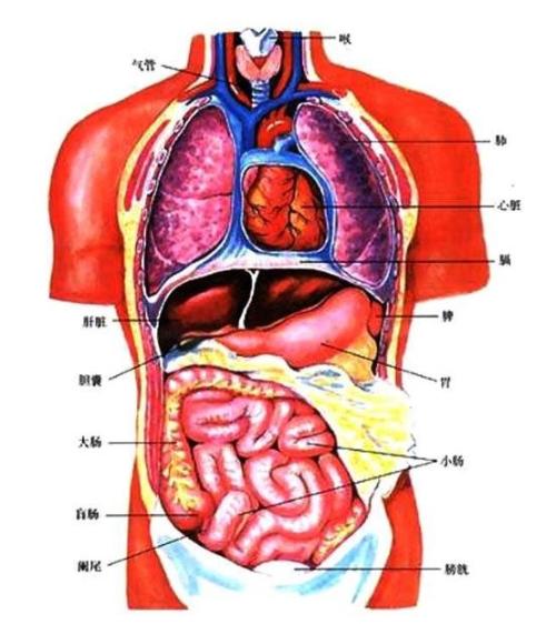 阴阳五行与健康之间的关系